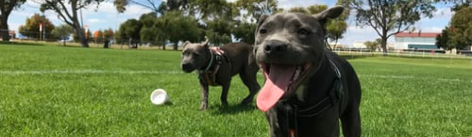Dogs running at a dog park