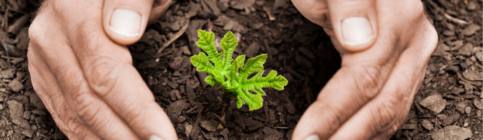 two hands protecting growth of a plant